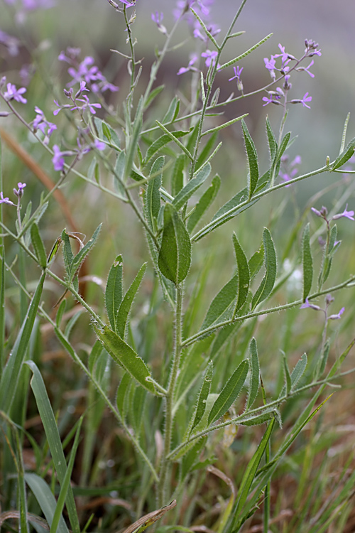 Image of genus Strigosella specimen.