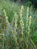 Artemisia armeniaca