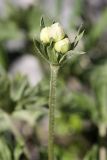 Anemonastrum protractum