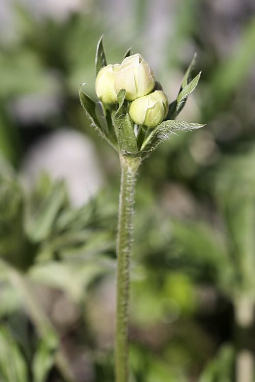 Изображение особи Anemonastrum protractum.