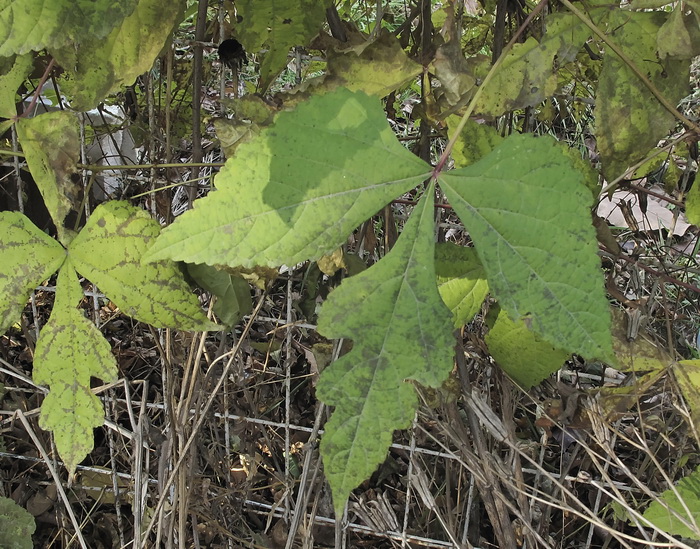 Изображение особи род Ampelopsis.