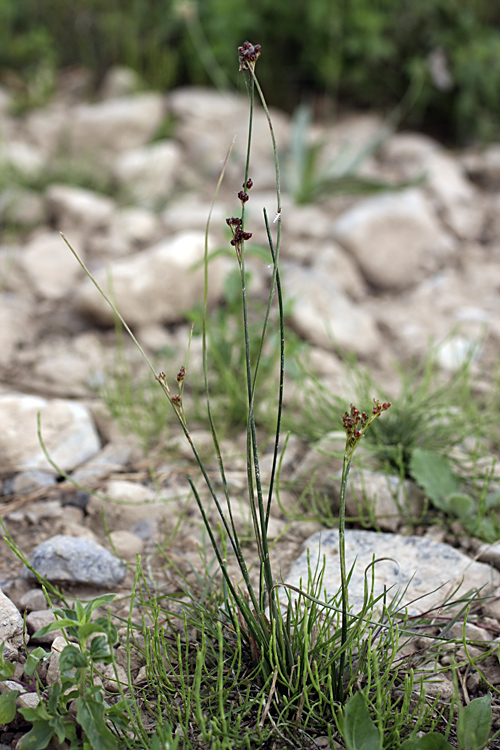 Image of genus Juncus specimen.