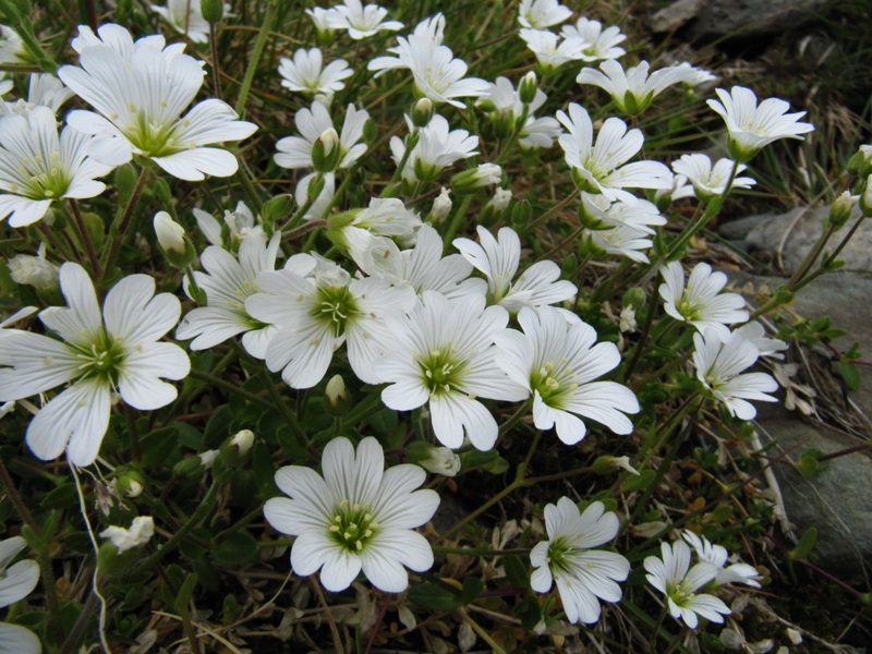 Image of Cerastium krylovii specimen.