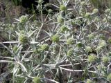 Eryngium campestre