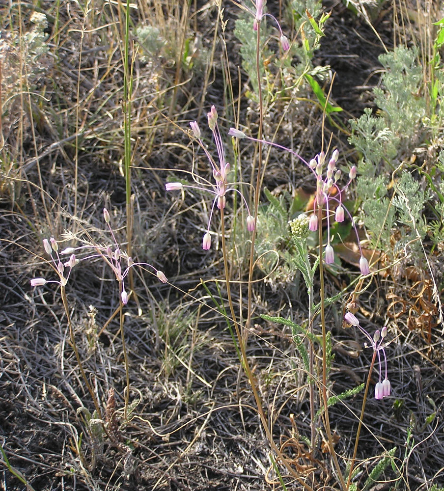 Image of Allium praescissum specimen.