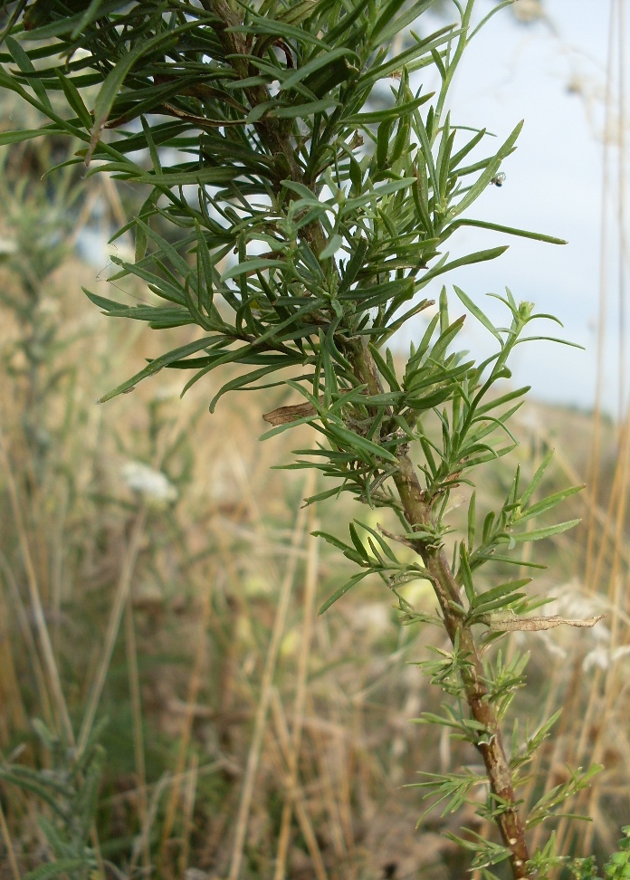 Изображение особи Linaria ruthenica.