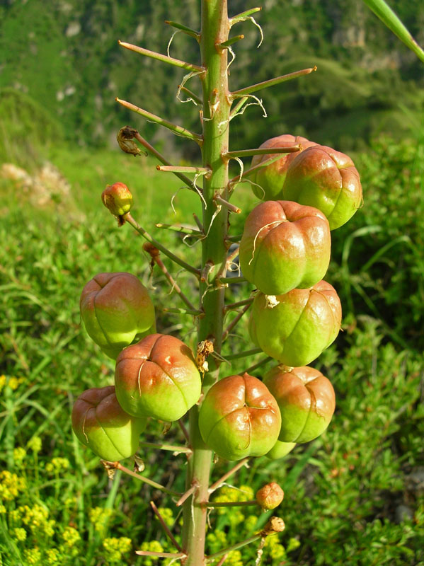 Image of Eremurus lactiflorus specimen.