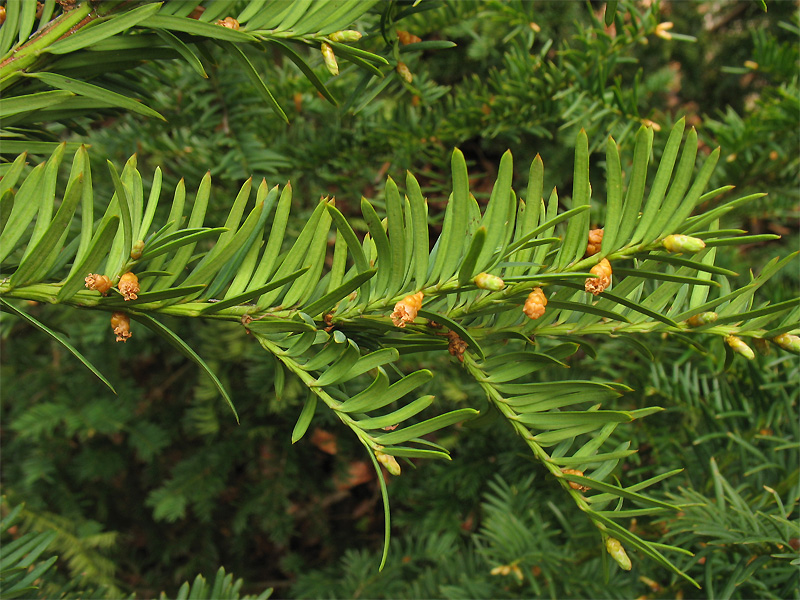 Изображение особи Taxus baccata.