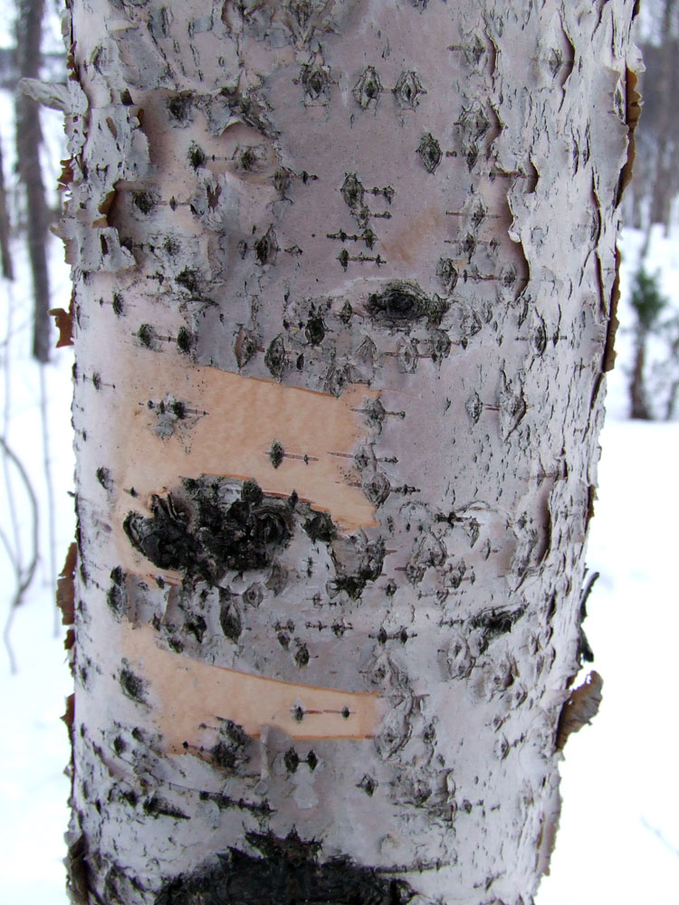 Image of genus Betula specimen.