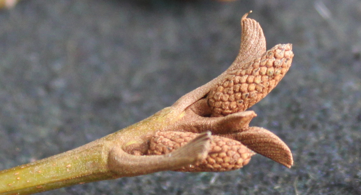 Image of Pterocarya fraxinifolia specimen.