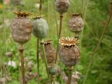 Papaver somniferum. Зрелые плоды. Московская обл., дачный участок. 20.08.2003.