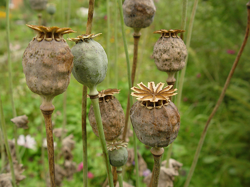 Изображение особи Papaver somniferum.