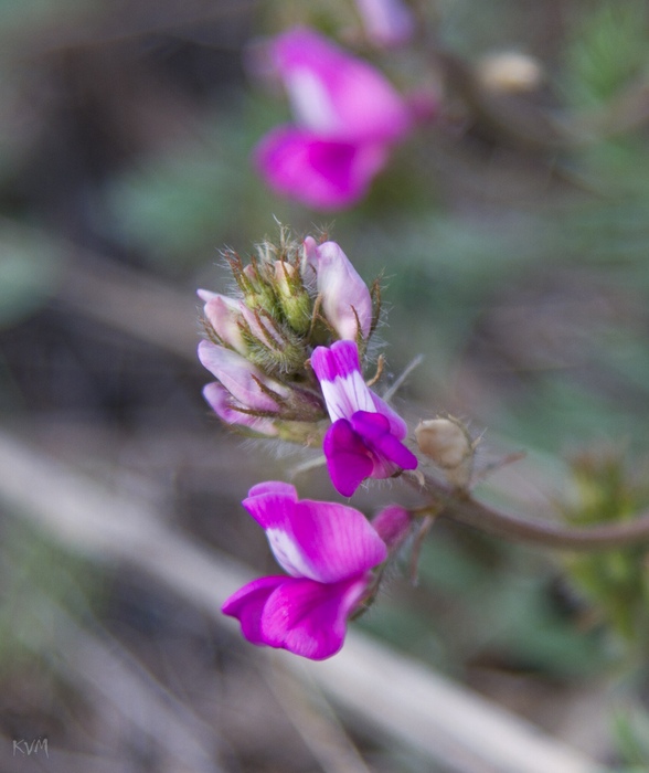 Image of Oxytropis floribunda specimen.