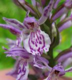 Dactylorhiza maculata