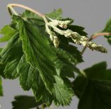 Holodiscus discolor. Верхушка побега с развивающимся соцветием. Германия, г. Кемпен. в парке. 10.05.2012.
