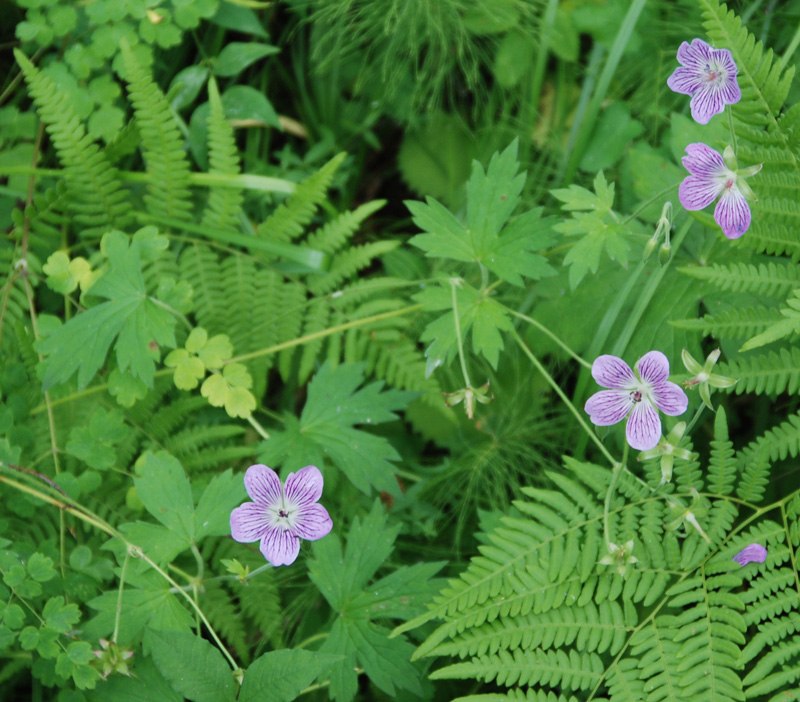 Изображение особи Geranium wlassovianum.