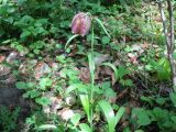 Fritillaria grandiflora