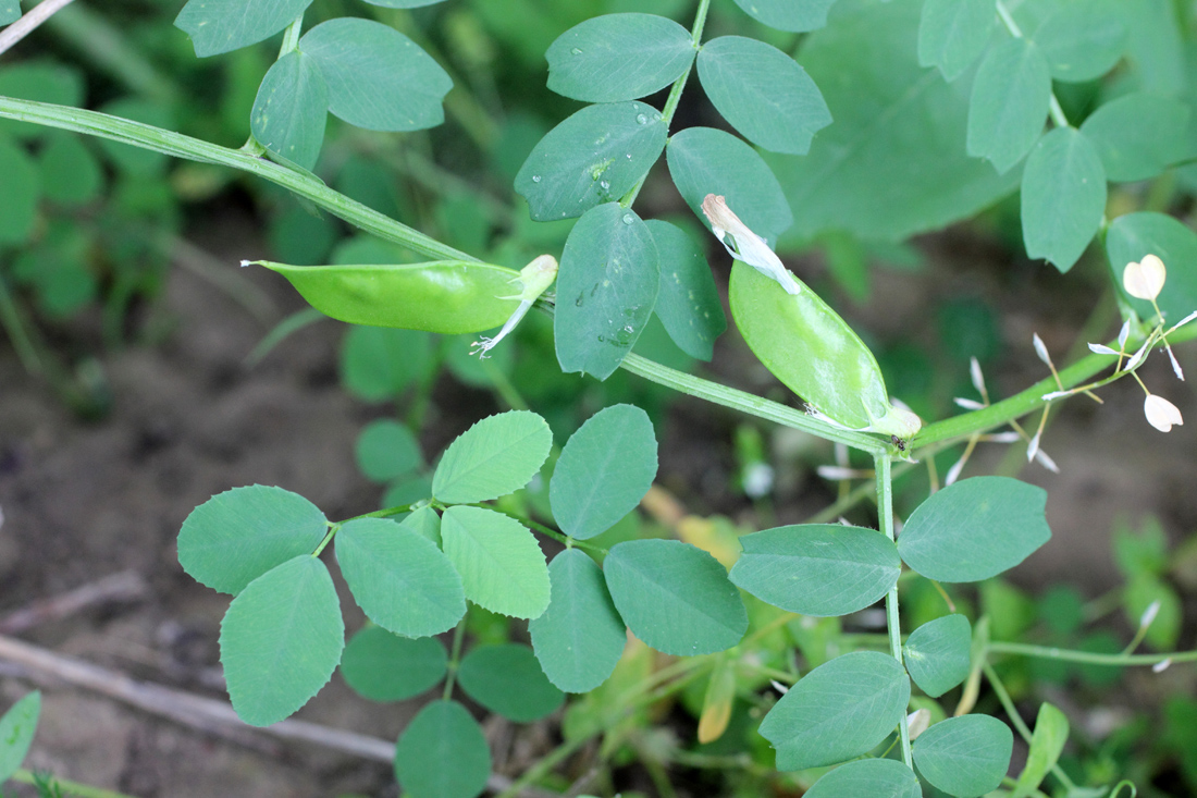 Image of Vicia hyrcanica specimen.