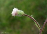 Erigeron acris