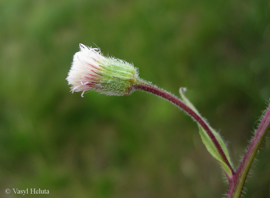 Image of Erigeron acris specimen.