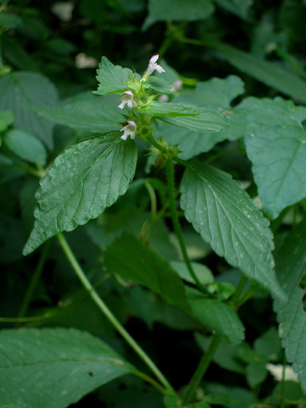 Изображение особи Galeopsis tetrahit.