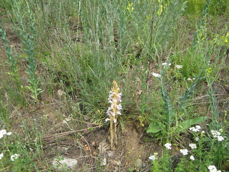 Image of Phelipanche arenaria specimen.
