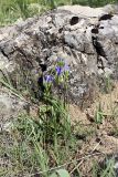 Gentiana olivieri