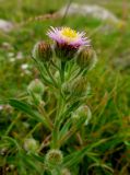 Erigeron alpinus