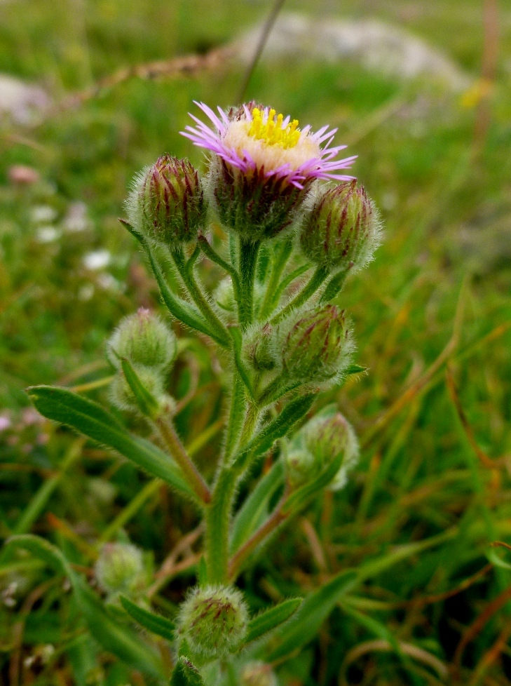 Image of Erigeron alpinus specimen.