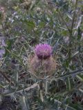 Cirsium pugnax