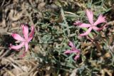 Dianthus uzbekistanicus