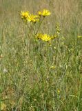 Senecio jacobaea