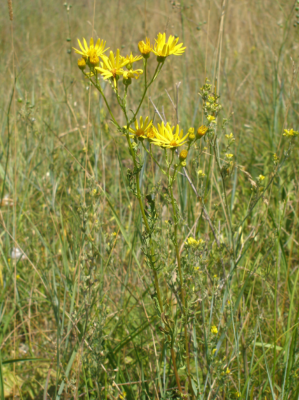 Изображение особи Senecio jacobaea.