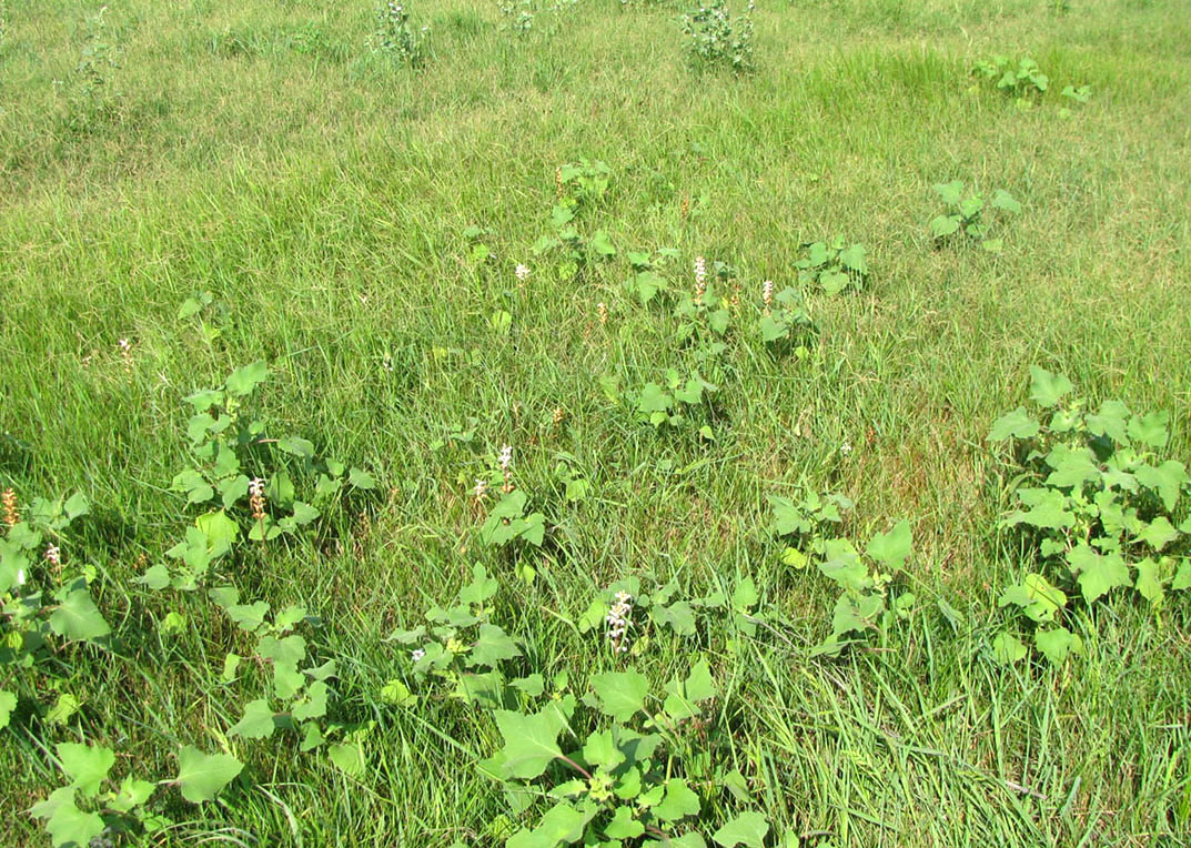 Image of Orobanche cumana specimen.