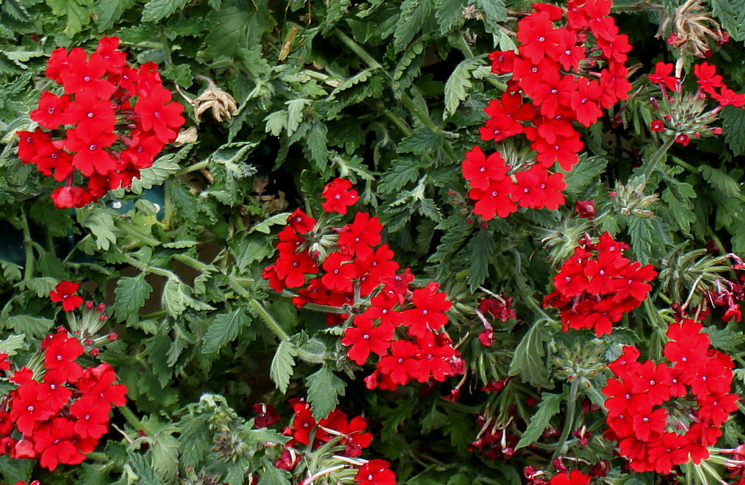 Изображение особи Glandularia peruviana.