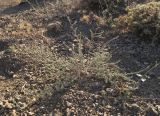 Achillea vermicularis