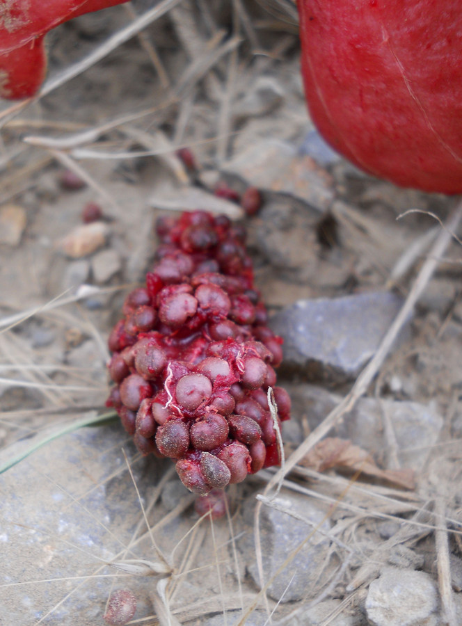 Image of Capparis herbacea specimen.