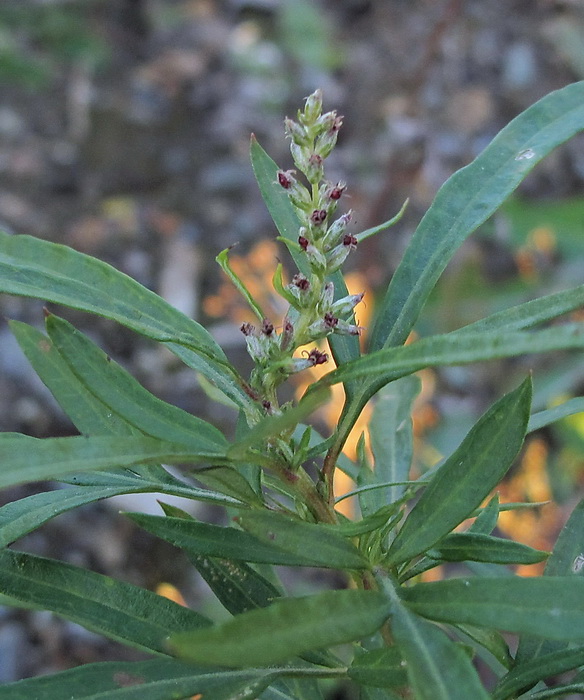 Image of Artemisia rubripes specimen.