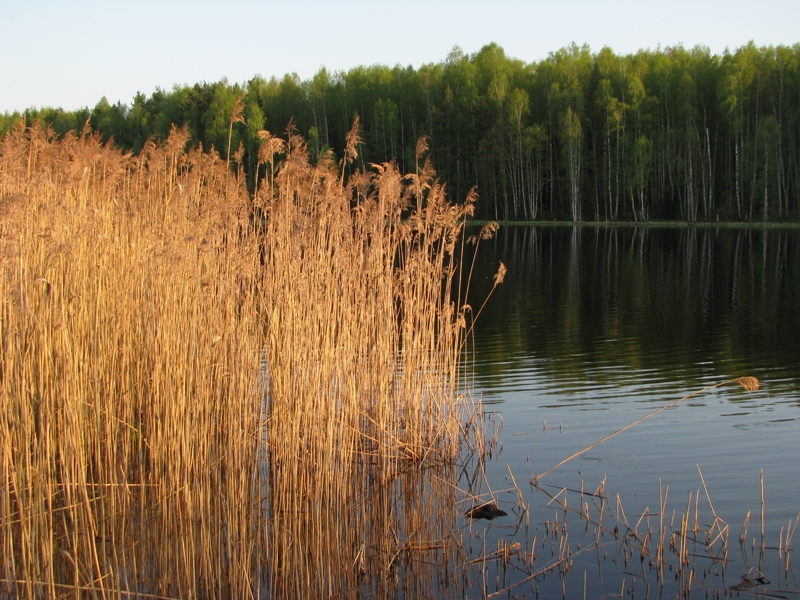 Изображение особи Phragmites australis.