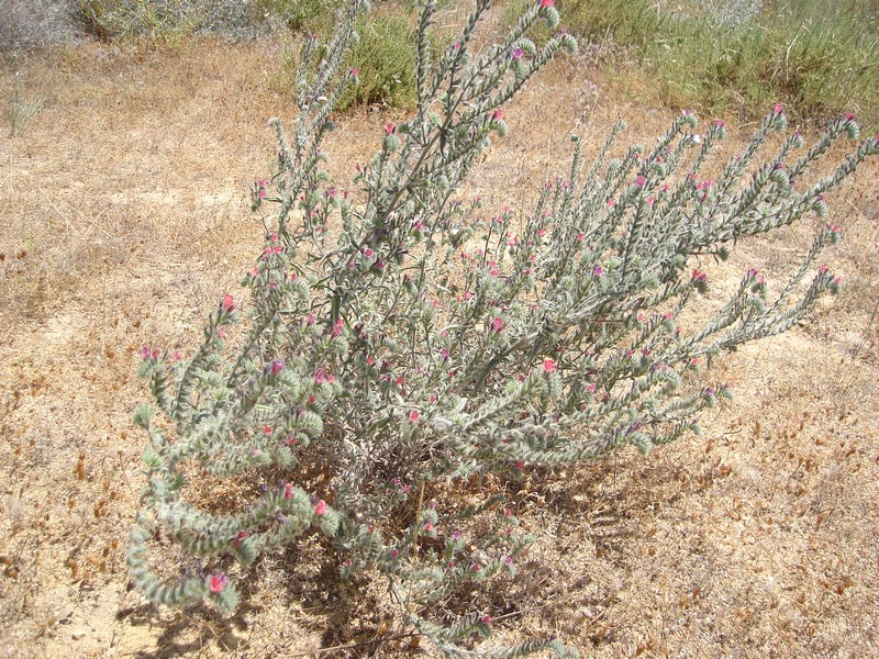 Изображение особи Echium angustifolium.