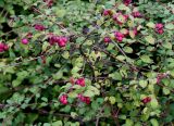 Symphoricarpos × chenaultii. Верхняя часть плодоносящего растения. Германия, г. Кемпен, в культуре. 26.10.2012.