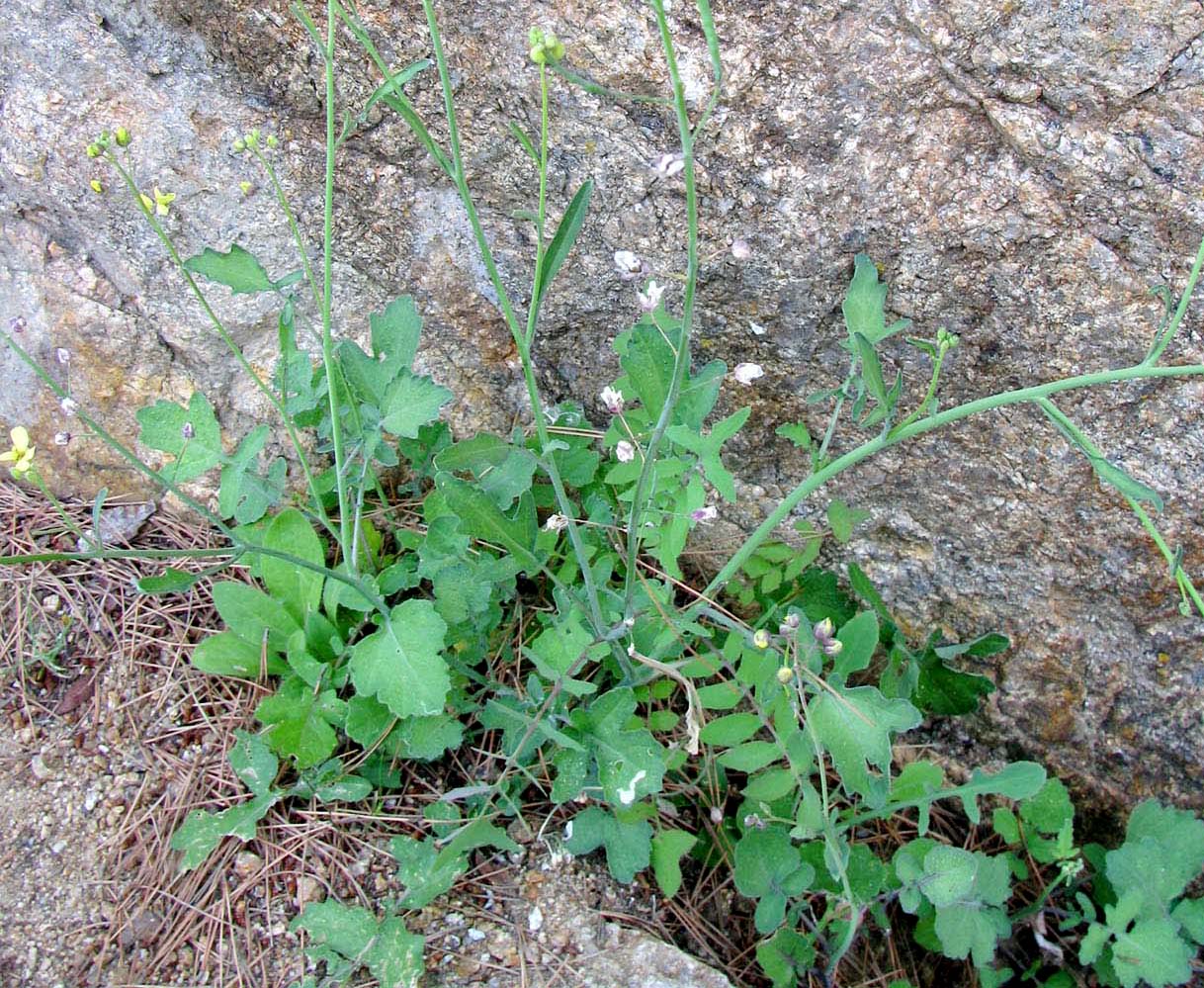 Изображение особи Diplotaxis tenuifolia.