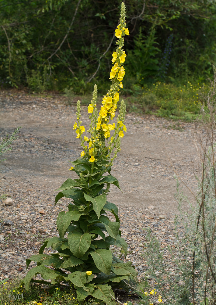 Изображение особи Verbascum lychnitis.