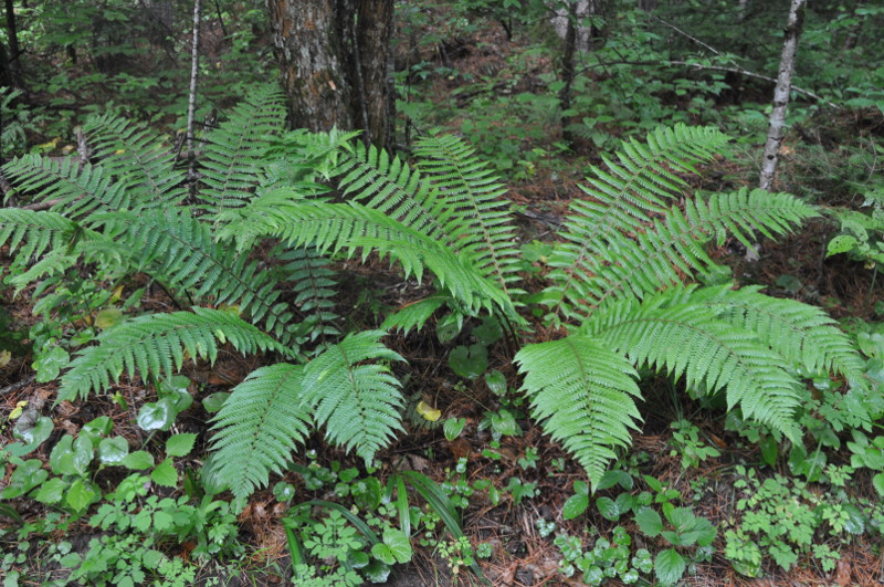 Изображение особи Dryopteris crassirhizoma.