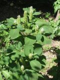 Phytolacca acinosa