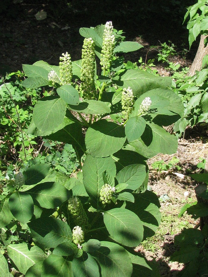 Изображение особи Phytolacca acinosa.