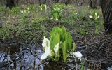 Lysichiton camtschatcensis