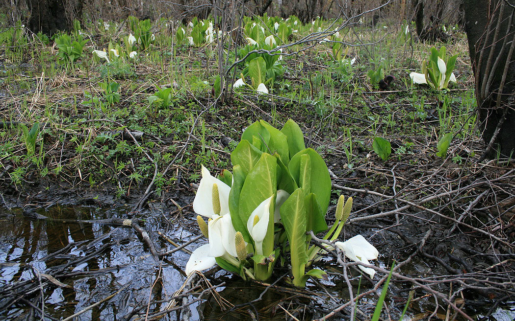 Изображение особи Lysichiton camtschatcensis.