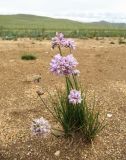 Allium bidentatum