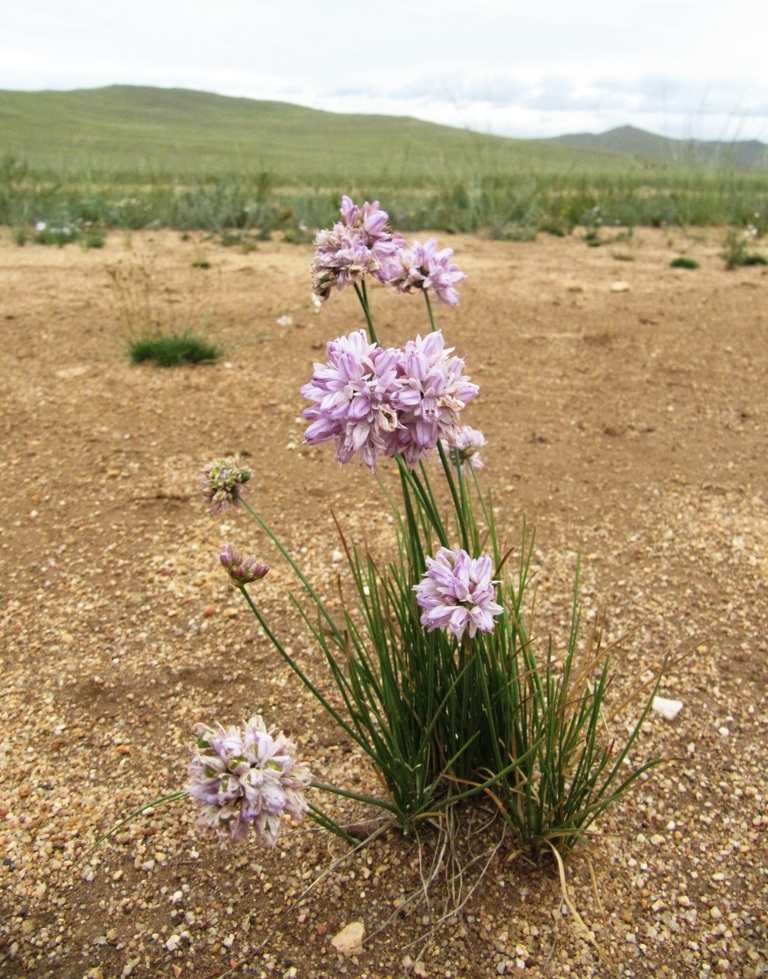 Image of Allium bidentatum specimen.